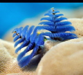   Christmas Tree Worm  